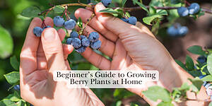 Photo: Beginner’s Guide to Growing Berry Plants at Home